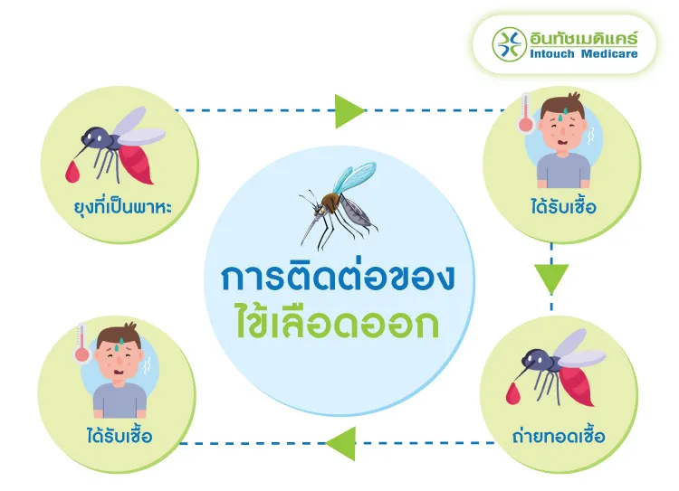 การติดต่อของไข้เลือดออก