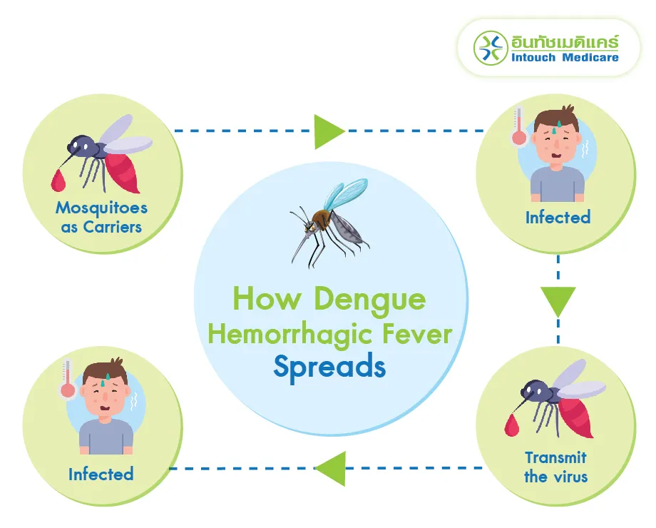 How Dengue Hemorrhagic Fever Spreads